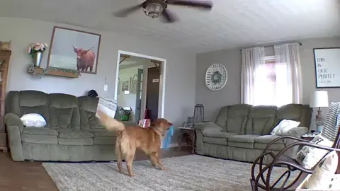 Puppy gets confused when he can hear but not see mom