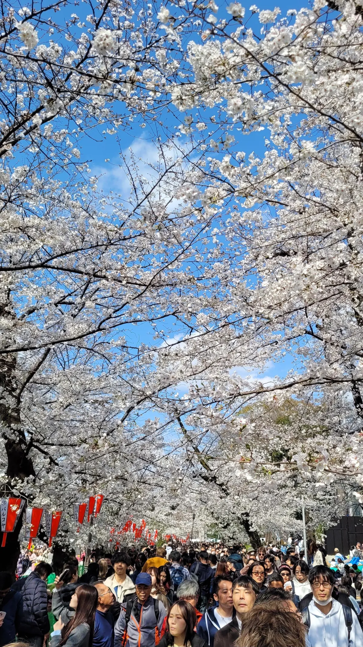 Tokyo under cherry blossoms, Mar/Apr 2025