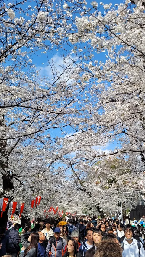 Tokyo under cherry blossoms, Mar/Apr 2025
