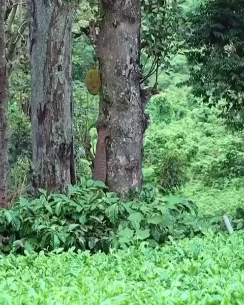 🔥Elephant plucks jack fruit.