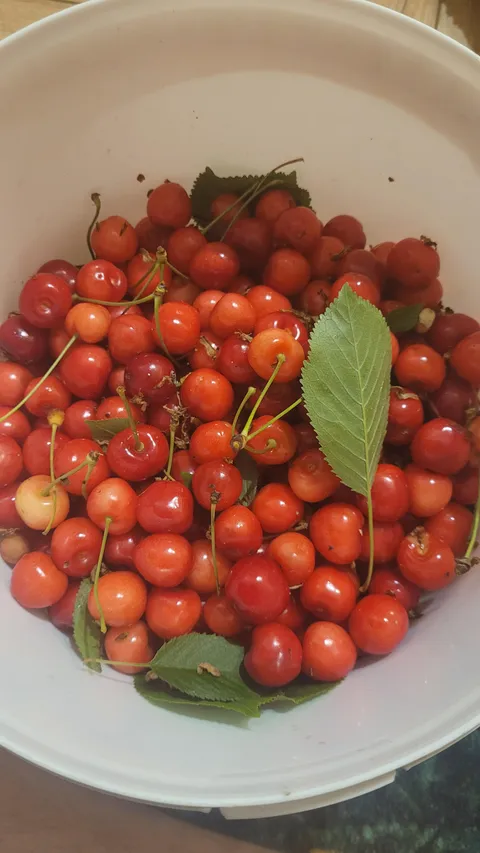 A bucket of "rotten" cherries my sister told me to throw out