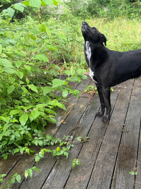 He Does This During Every Rainstorm
