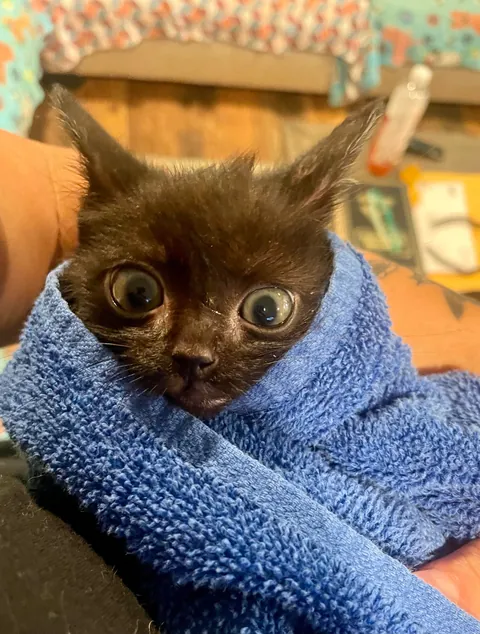 Foster kitten got a bath