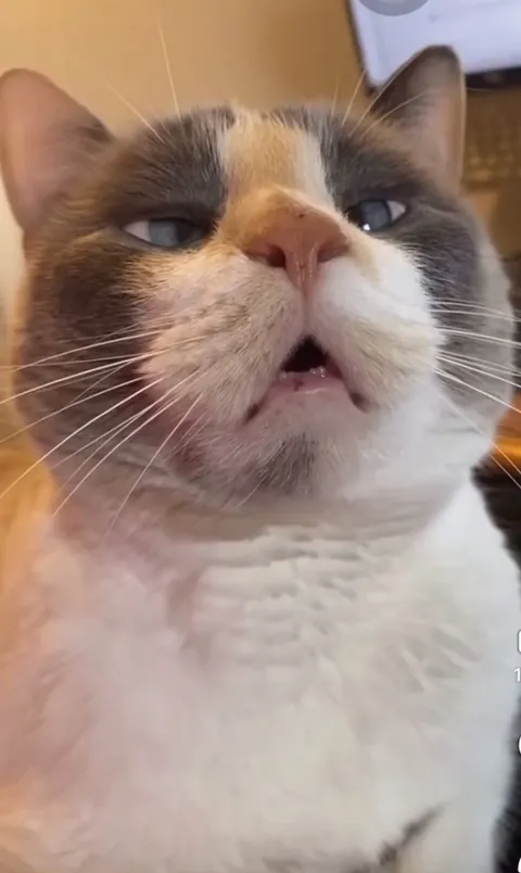 Me when drunk and trying to read text messages.