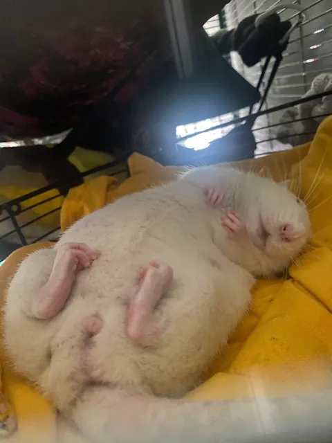 Is my rat fat??