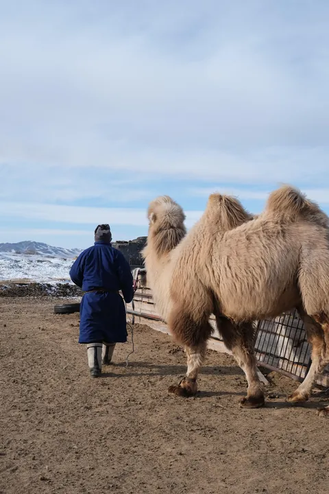 Mongolia in winter: Cold, quiet and unrivalled beauty 🇲🇳