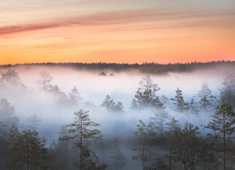 Everyone is getting awesome shots of NEOWISE. So we tried to capture it in Estonia too, but the skies are just too bright at 1AM, so we failed. But it's okay – nature responded with an altrnative which may still be worth of this sub. Lahemaa National Park, Estonia. [OC] [4283 × 3104]