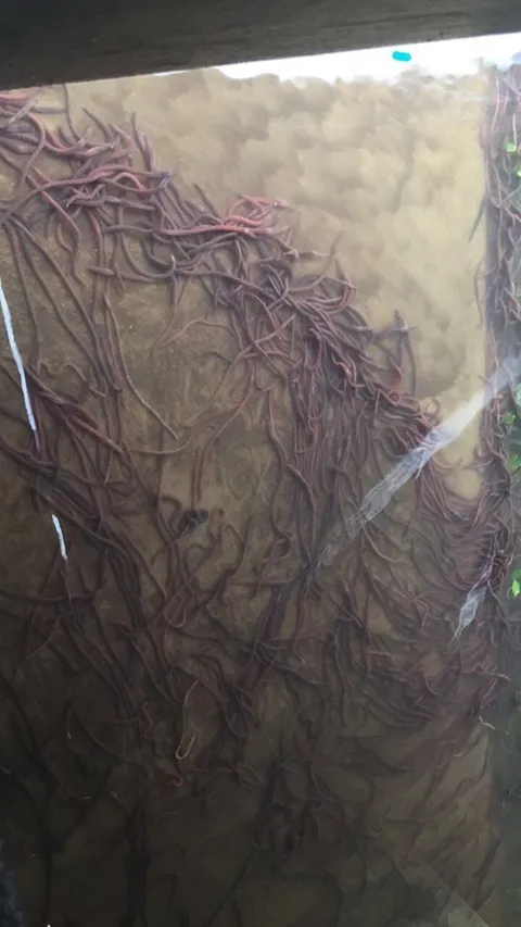 Mass of Worms Gather in Kansas Basement after May 25 Tornado Flooding