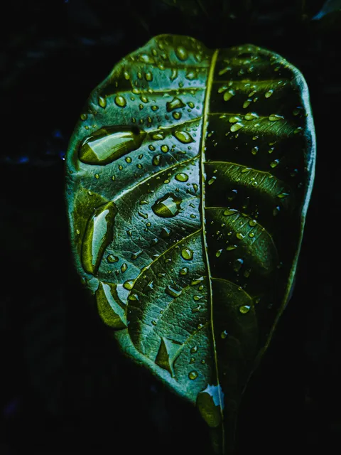 A leaf just after the rain..