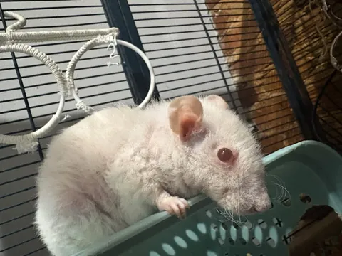 The Stongest 3.5 year old rat I know