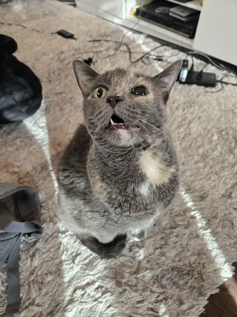 My kitty has a brain tumor that causes her left eye to be huge