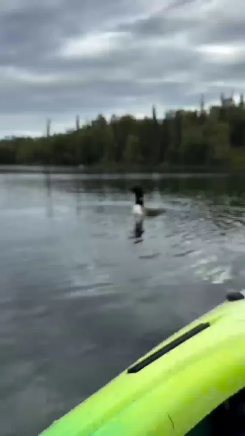 🔥 Kayaker's close encounter with a loon and her loonlet