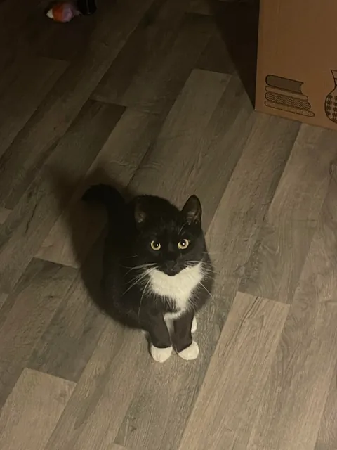 My cat was trying to pet me last night