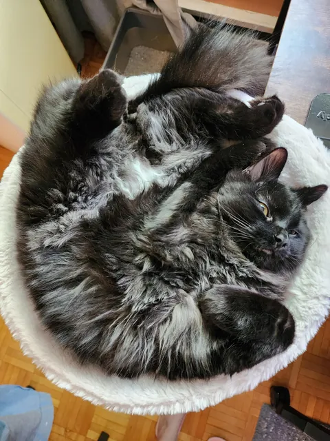 Anyone else have a void with 'frosted' tips?