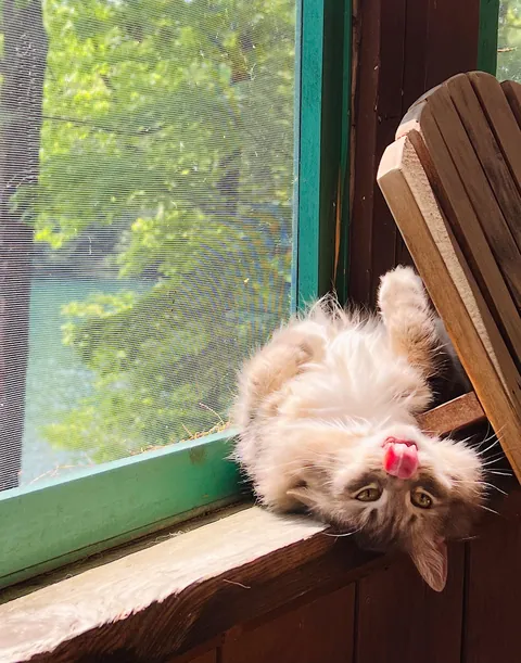 Sasha girl is getting surgery in the morning, please send positive thoughts her way 🙏