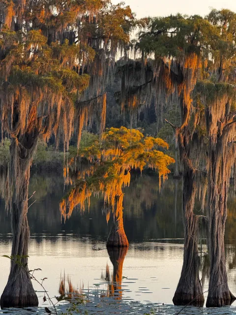 🔥Cypress trees at golden hour