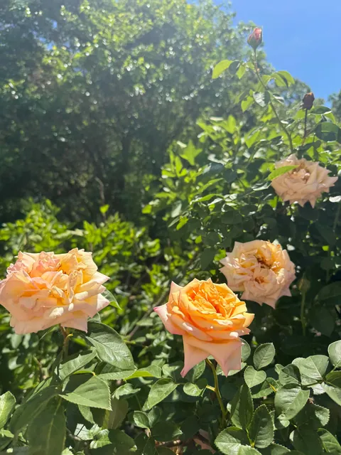 This was free and dying at home-depot 8 years ago and look at her now