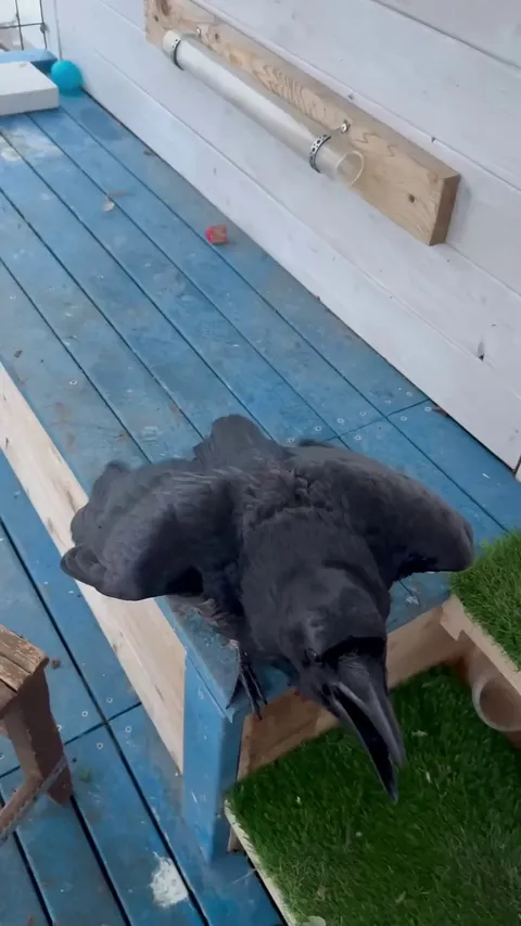 If they had opposable thumbs, we'd be in trouble.