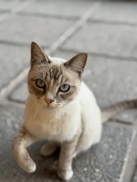 A stray cat comes to the house every morning to see my cats; we give her kibble and water, and she's been coming for two years. 😻