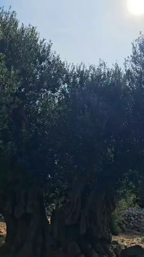 A 2000 Year Old Olive Tree in Croatia [More Below]