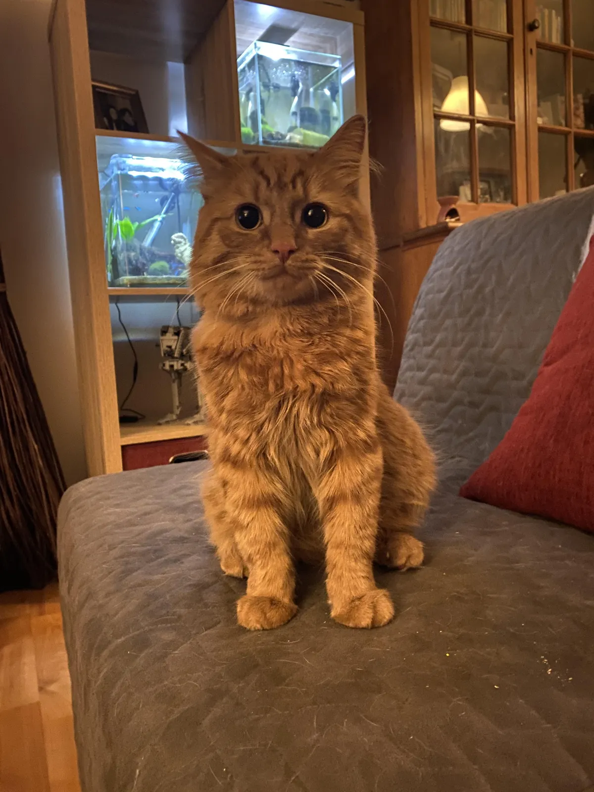 Lost my gorgeous Sonny suddenly this morning. He got me through my depression and PTSD and I wouldn’t be here today without him. Going to miss him so much.