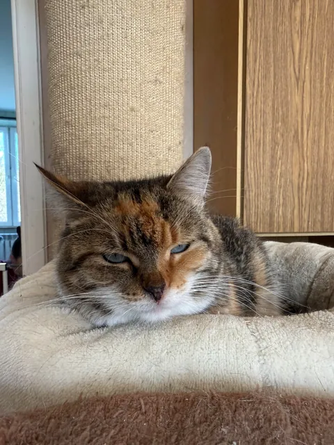 I spent Easter Monday at the cat hospice and have no regrets