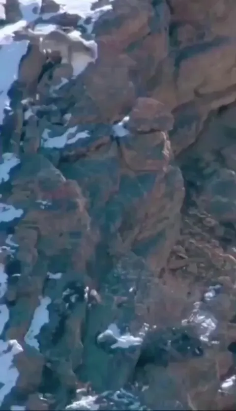 🔥 Snow leopard tumbles down a cliff while hunting blue sheep, holds on it the entire time, and survives the fall