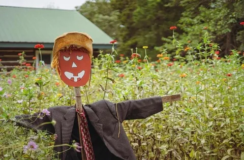 Update on the flowers my mother grew all summer for my wedding!