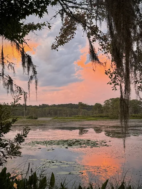 🔥Florida wetland