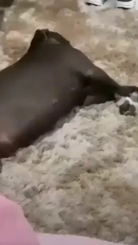 Confused big doggo checking on his bro if he is O.K. See the expression of black dog.😅