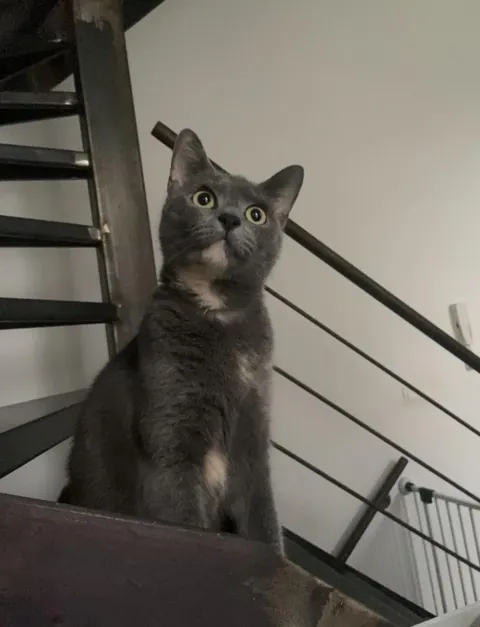 Meet Grace, Don’t get fooled by her cuteness she’s pure evil