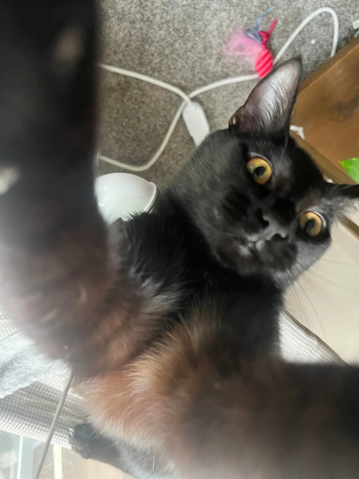 1 year ago I took in a mama and her voidlings to “foster”