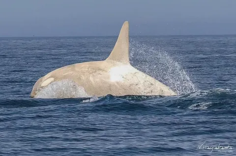 🔥 White Orca photographed off the coast of Hokkaido , Japan - Credit to Hayakawa