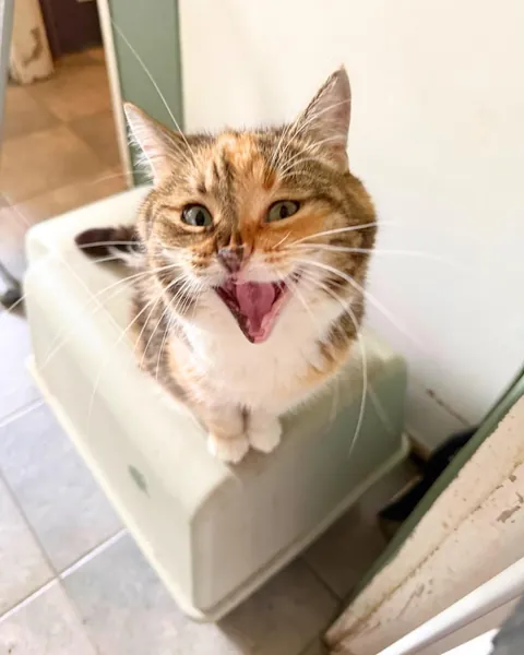 Yolanda is always so happy when I visit her at the cat hospice. Other hospice cats are included