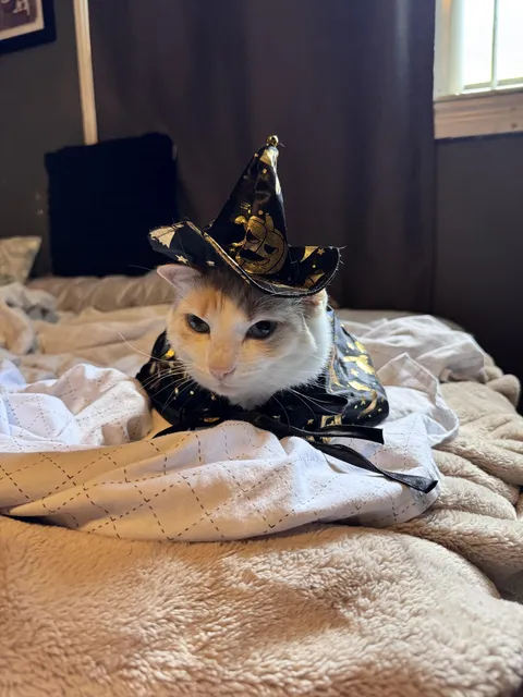 Put my cats costume on today and needless to say, she is not pleased. 💀