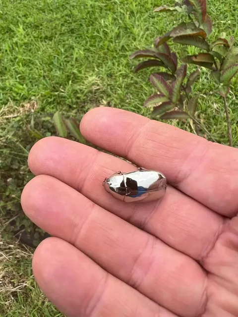 Man Finds An Incredible Beetle Who's Almost Too Stunning To Be Real
