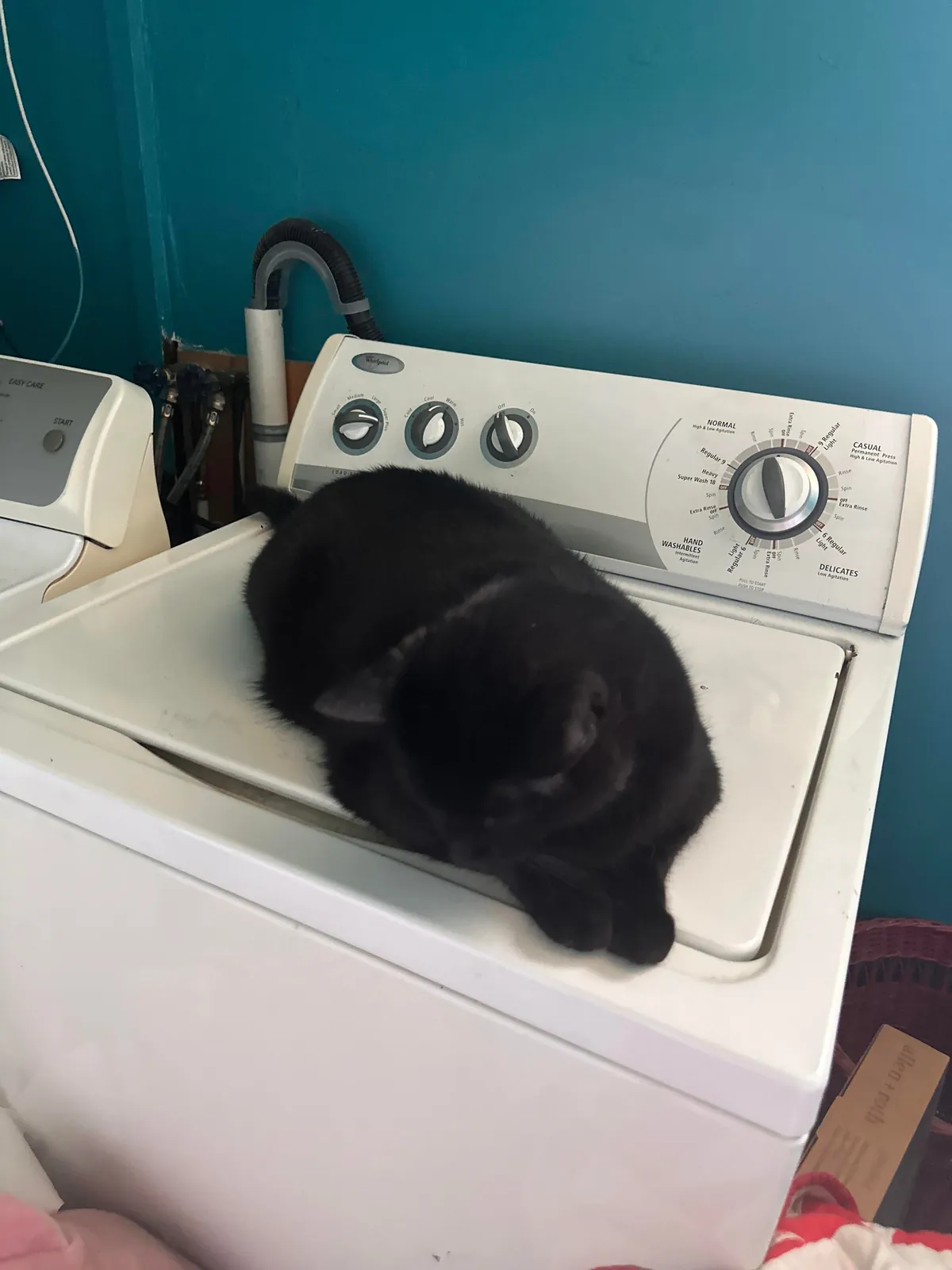 I lost my sweet void this morning unexpectedly at only five years old. He was with me through everything. Could someone show me some other voids who crossed over so I know he’s not alone?