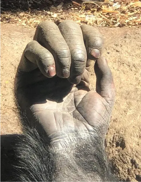 A chimps hand up close 