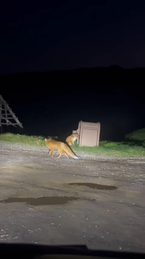 🔥 These 3 foxes gathering around a trash can