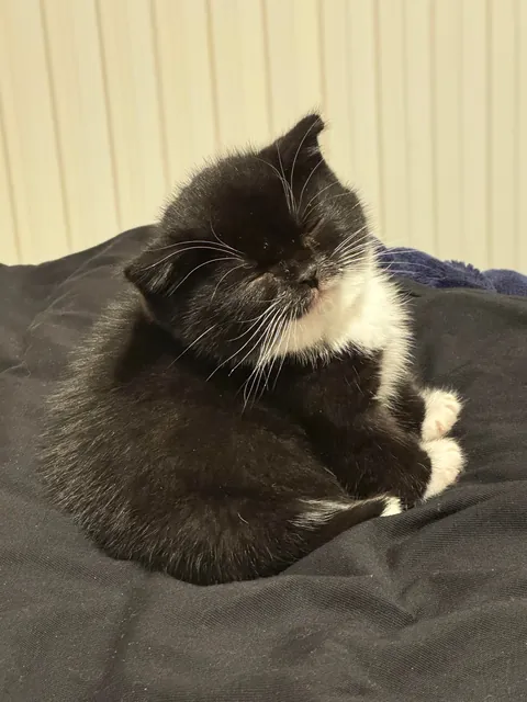 my tiny round girl!!!! cleo 🥰