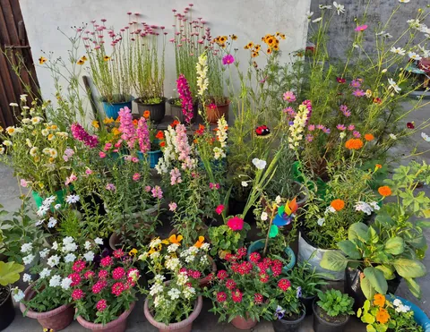 From seeds to these, here's my winter garden my terrace garden