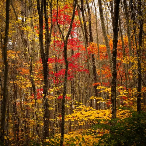 Late Fall in Connecticut