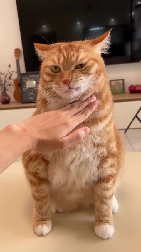 The Kung Fu master is not impressed...