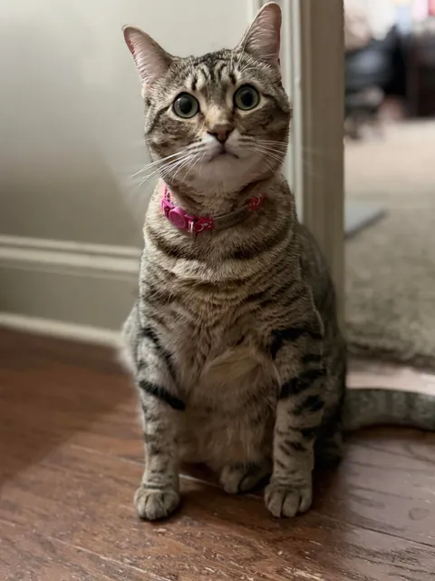 Full Blown Crazy Cat Lady