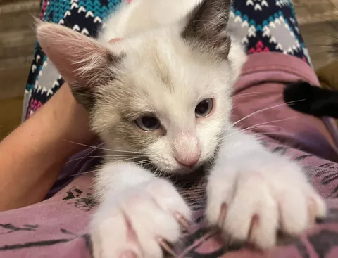 Returned for not being cuddly enough