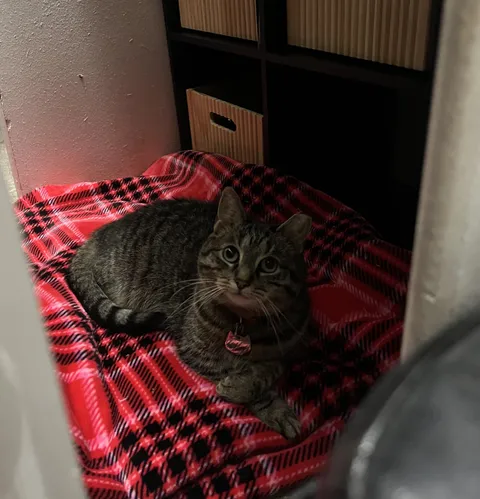 I recently put up some shelves in my closet that always stays closed. My oldest cat, Ash, who always tries to find places to hide out and relax away from her two sons found a way in and looks so happy to have a new retreat. I put a blanket in and made her more comfortable. She looks so happy :’)
