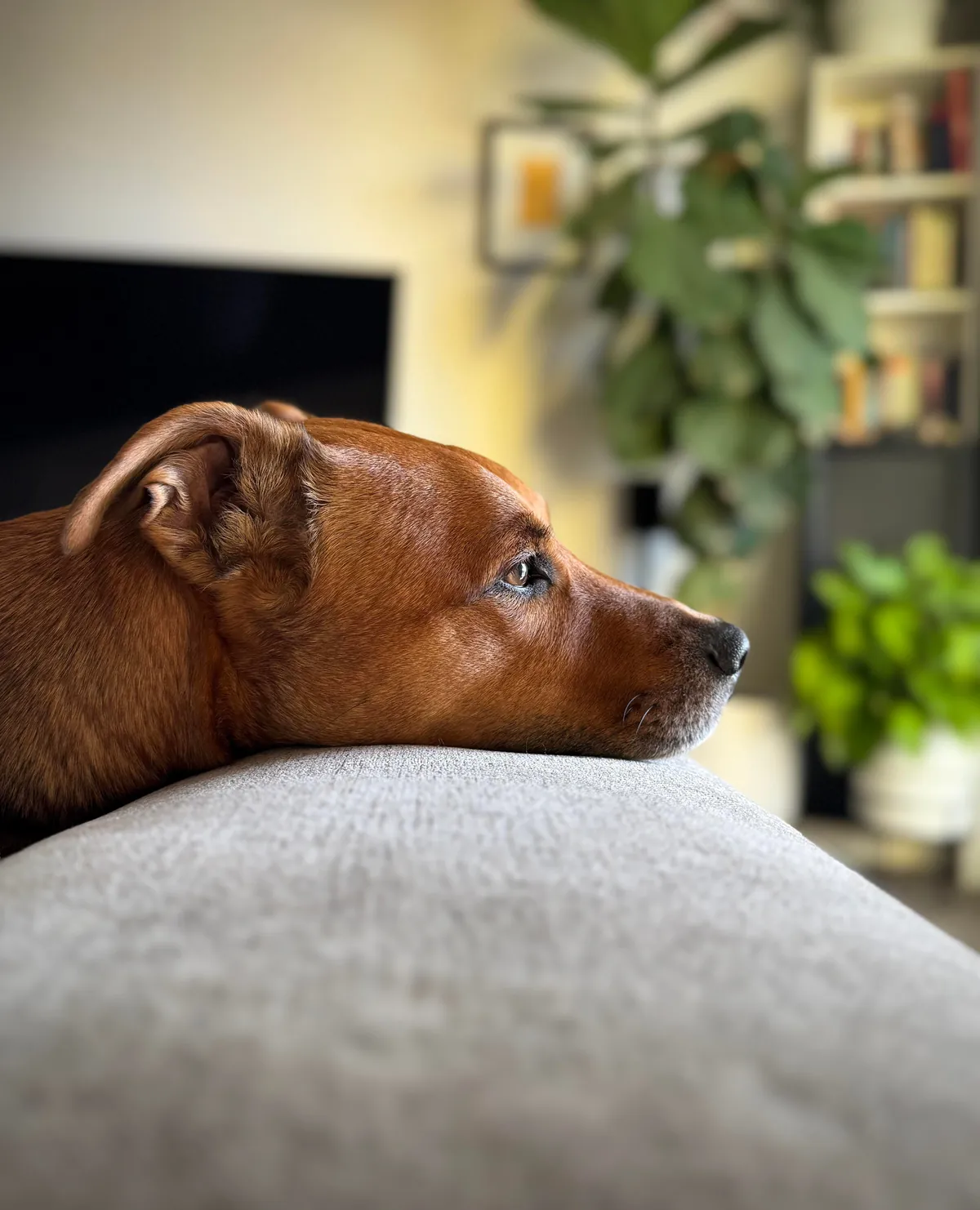Hector is a bit of a cuddle bug, it’s the best!😘🐕