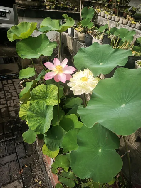 My lotus &amp; water lily bloomed together today