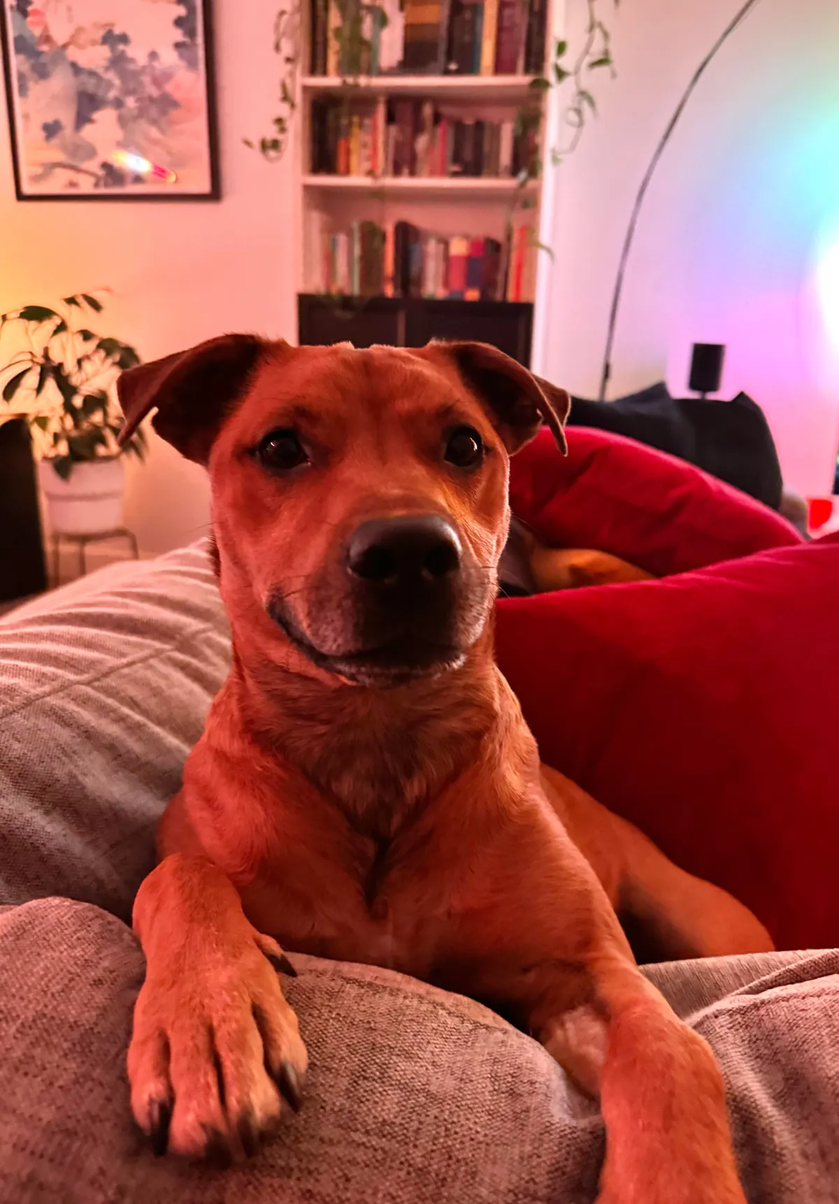 Hector is a bit of a cuddle bug, it’s the best!😘🐕