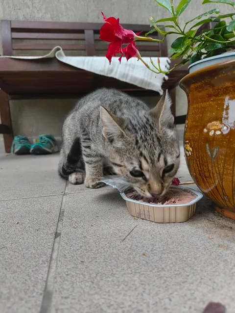 Update: the cat came back!!!!